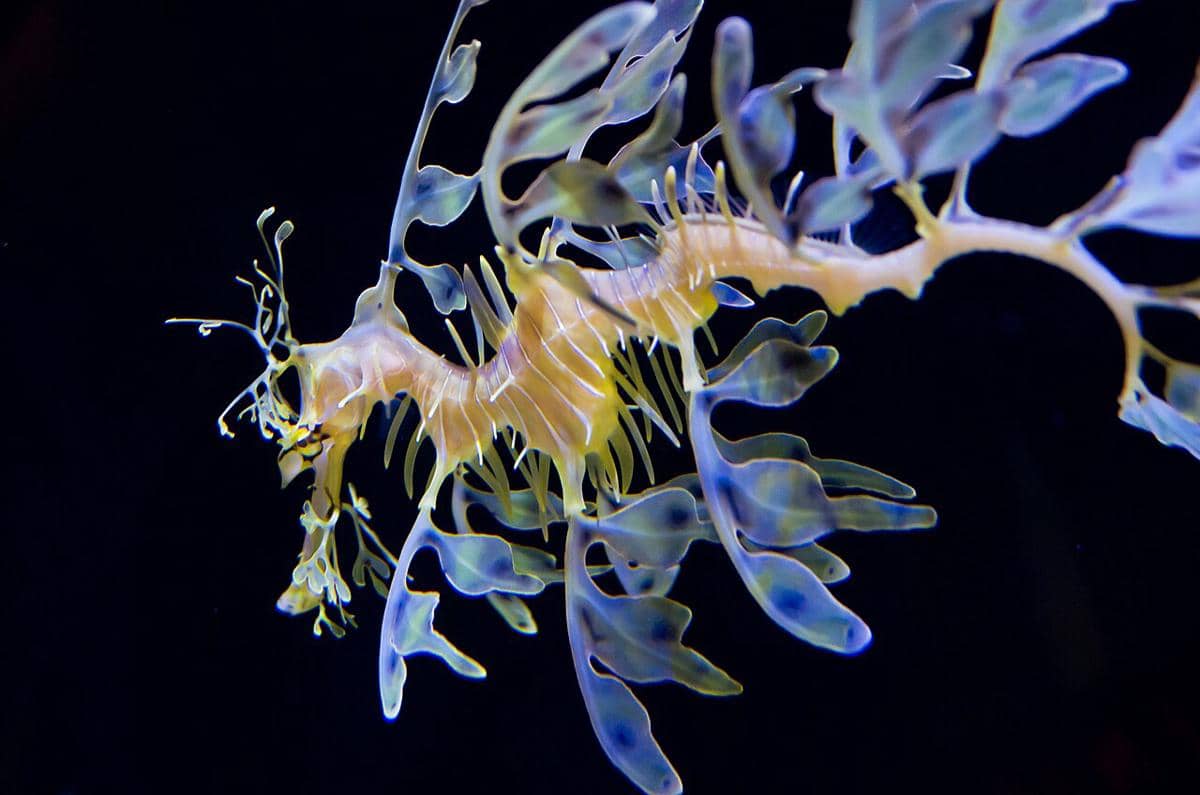 Leafy seadragon