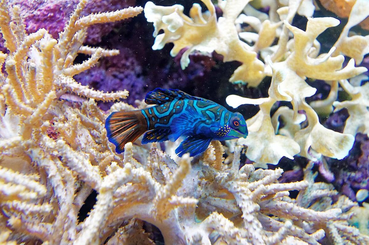 Mandarin dragonet
