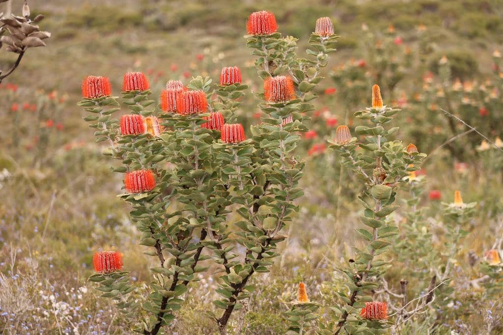 Bunga Banksia coccinea