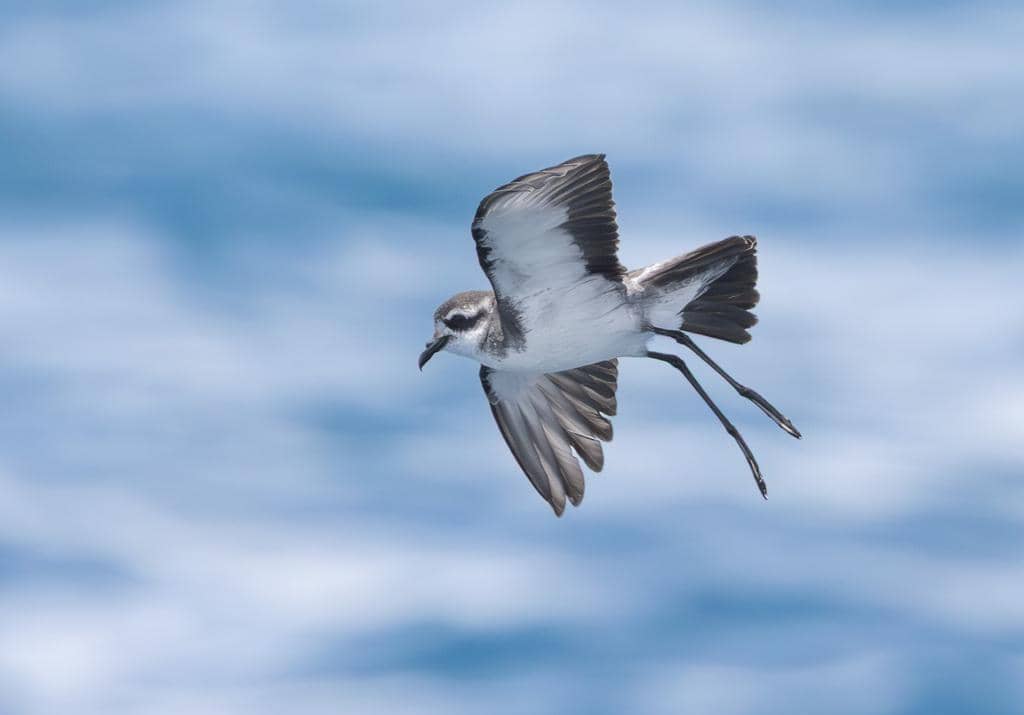 Burung Pelagodroma marina