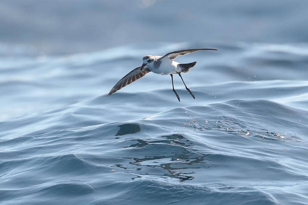 Burung Pelagodroma marina
