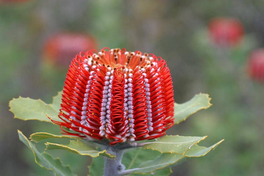 Bunga Banksia coccinea
