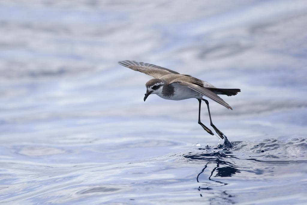 Burung Pelagodroma marina