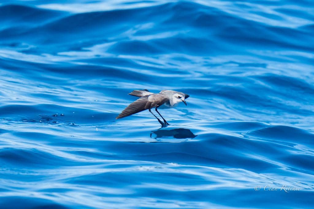 Burung Pelagodroma marina