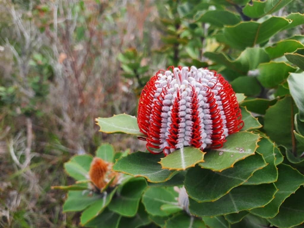 Bunga Banksia coccinea
