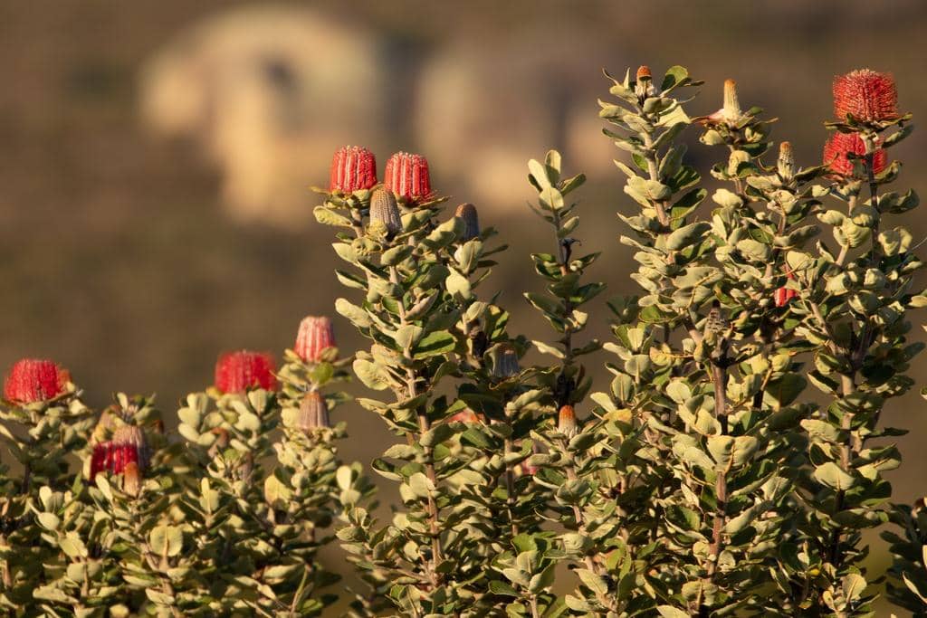 Bunga Banksia coccinea