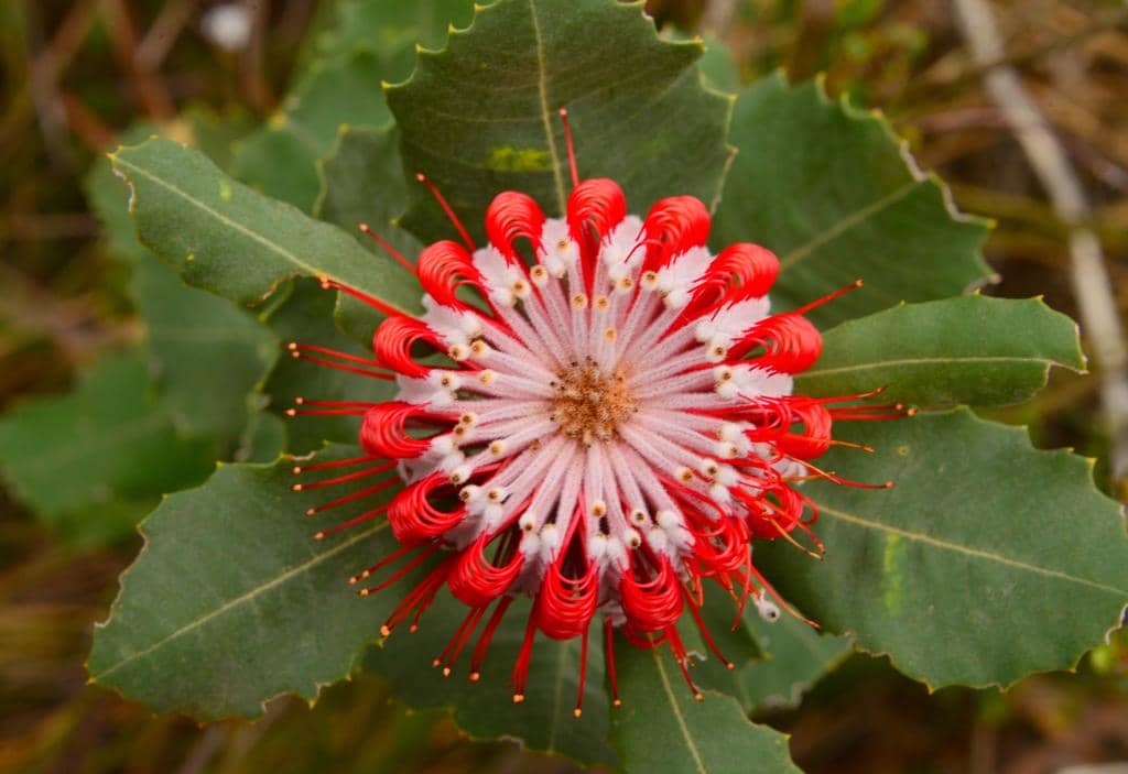 Bunga Banksia coccinea