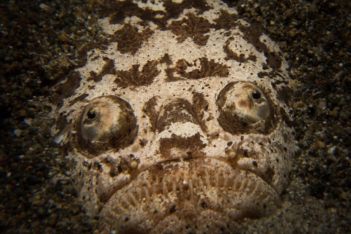 Ikan Stargazer, Predator Dasar Laut yang Menyetrum Mangsa