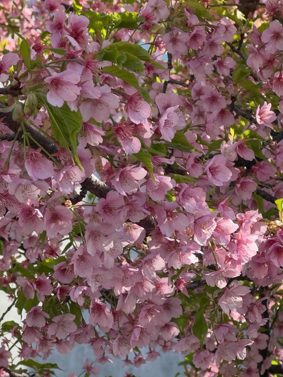 Keluarga Kevin Aprilio menikmati bunga sakura di Jepang