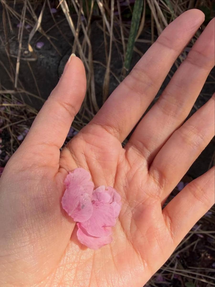 Keluarga Kevin Aprilio menikmati bunga sakura di Jepang