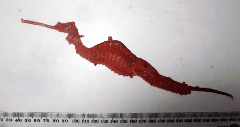 Ruby seadragon