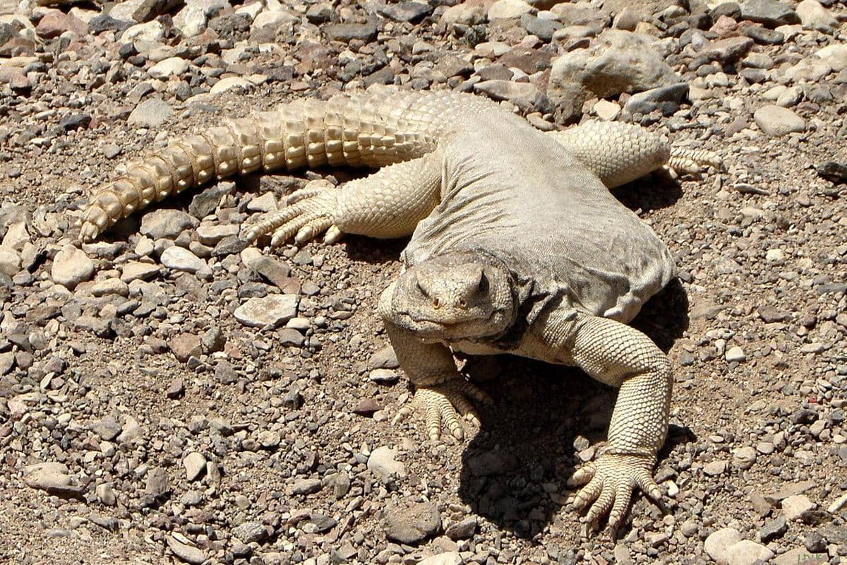 7 Fakta Unik Dab, Reptil Sangar dari Asia Barat yang Aslinya Jinak