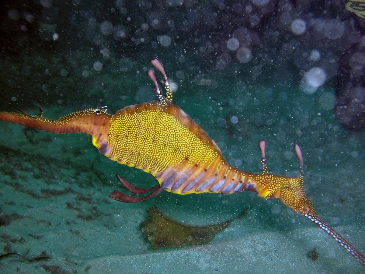 Weedy seadragon