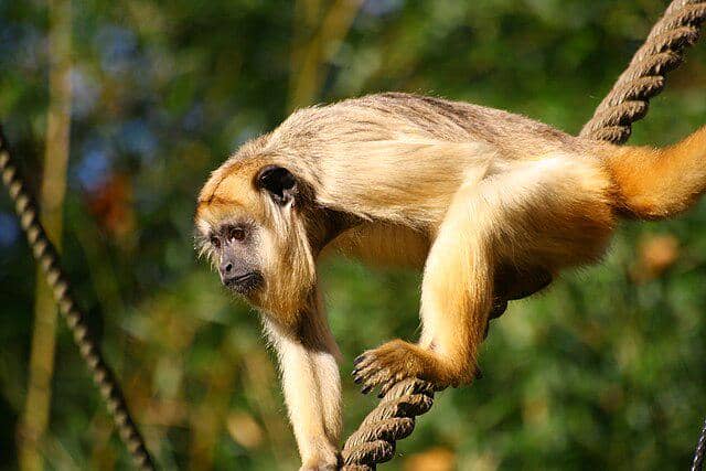 Monyet howler