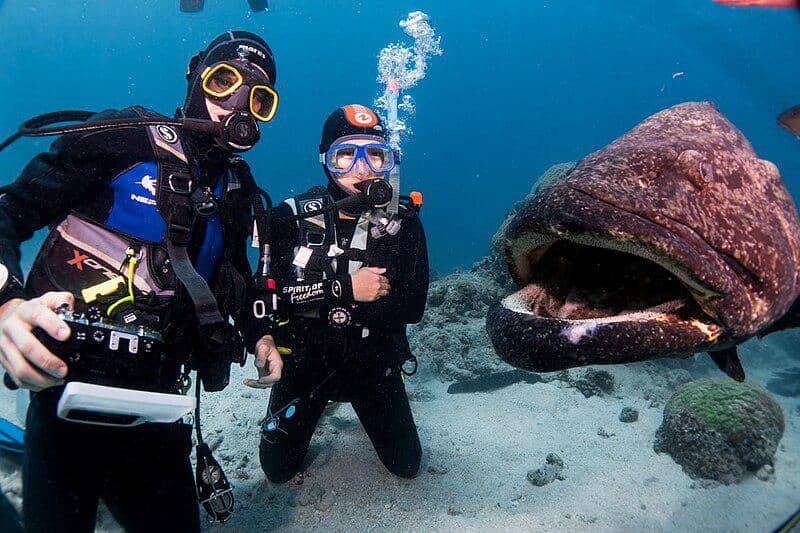 5 Fakta Potato Grouper, Ikan Raksasa yang Suka Menyapa Para Penyelam