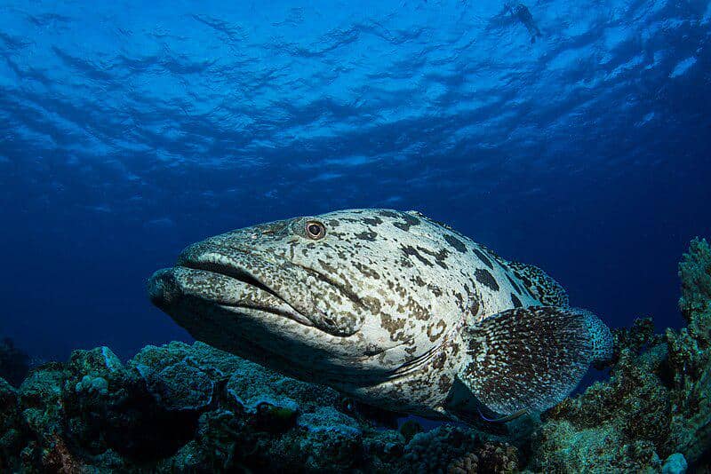 potato grouper