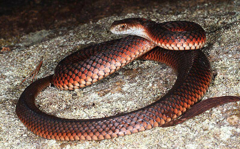 lowland copperhead