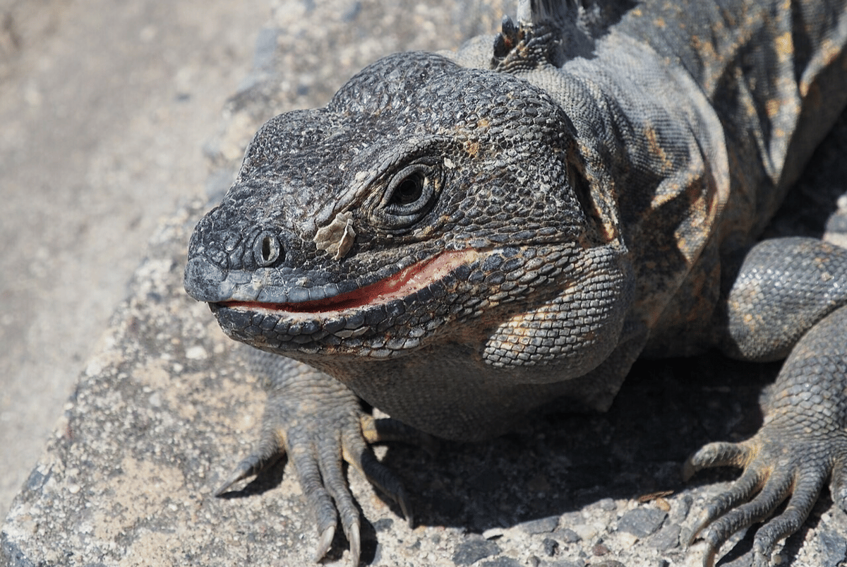 5 Fakta Unik Iguana Berekor Duri Meksiko, Sering Memakan Kabel