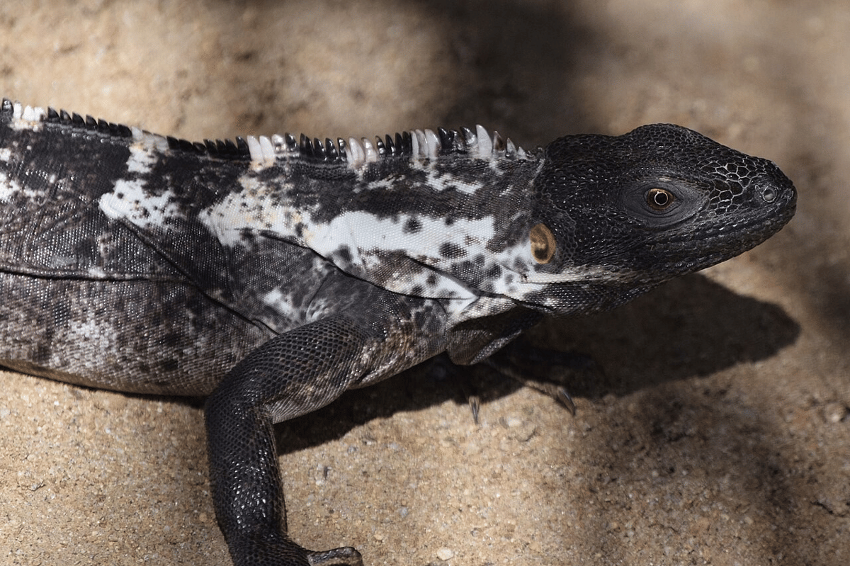 iguana berekor duri meksiko