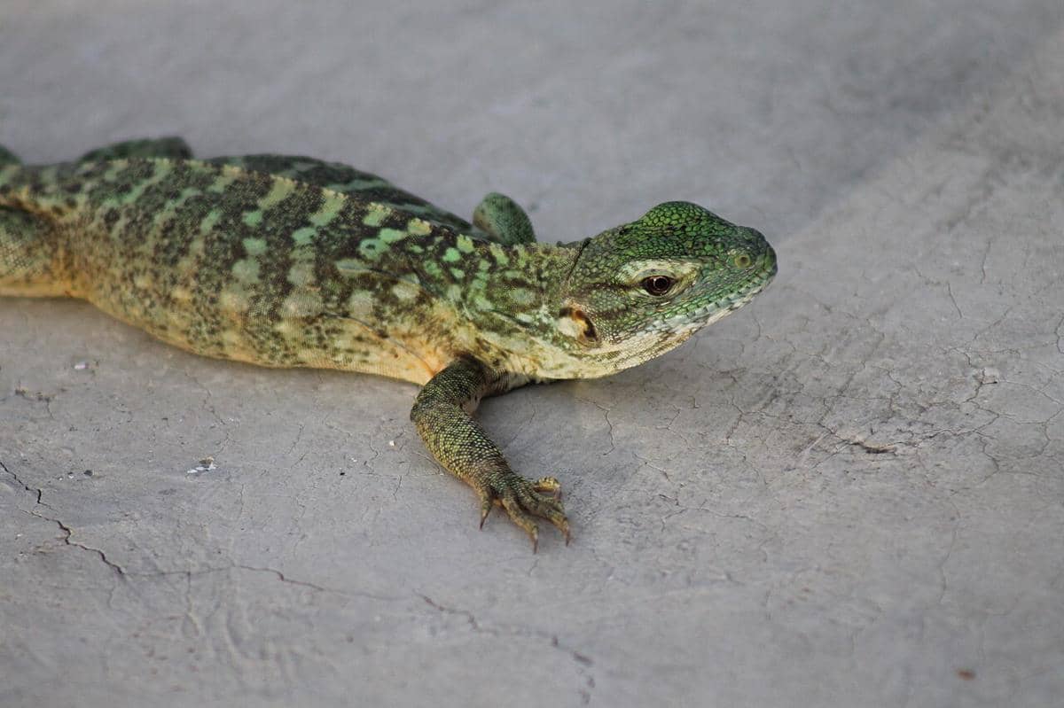 iguana berekor duri meksiko