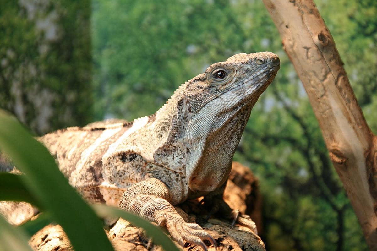 iguana berekor duri meksiko