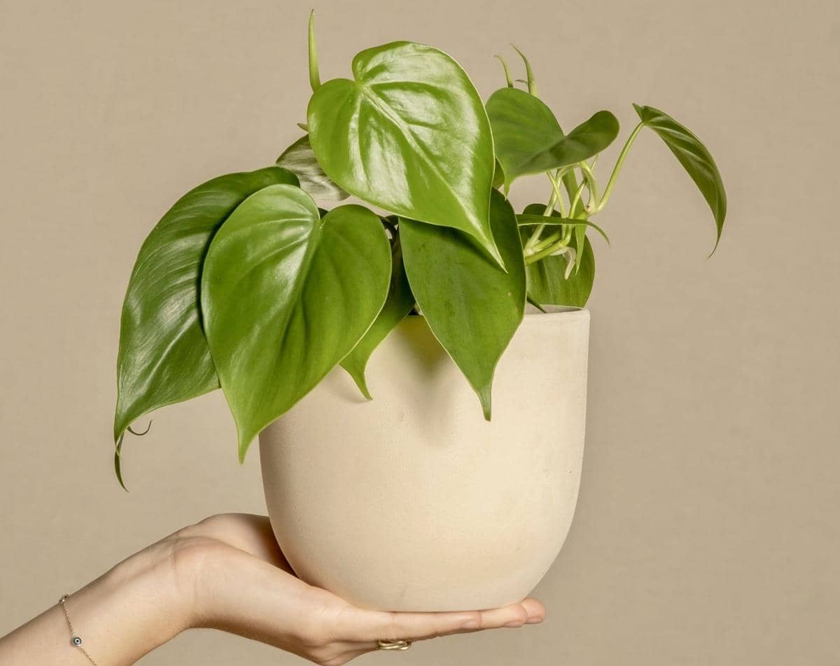 ilustrasi philodendron