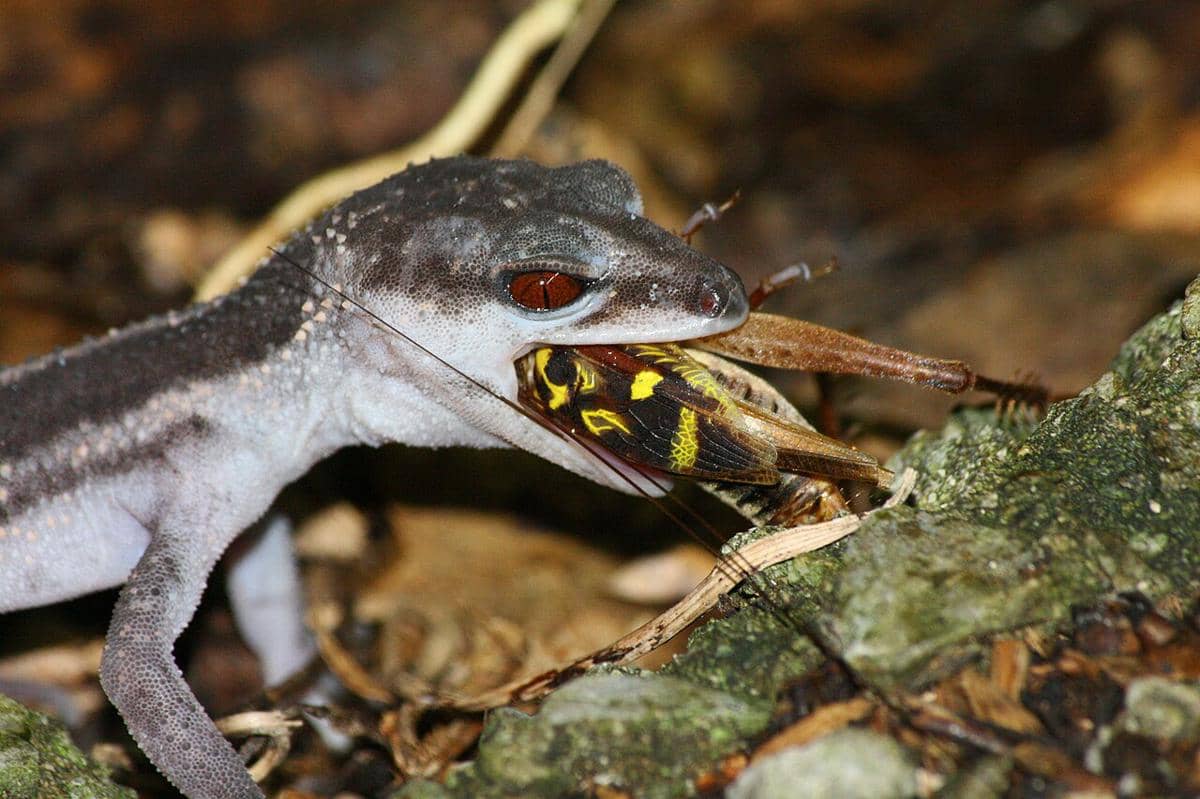 cecak tanah kuroiwa