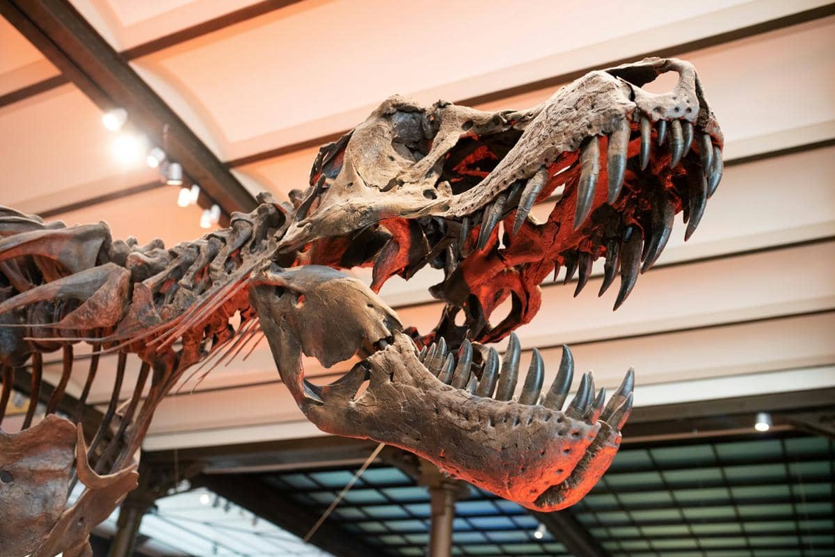 rekonstruksi kerangka dinosaurus