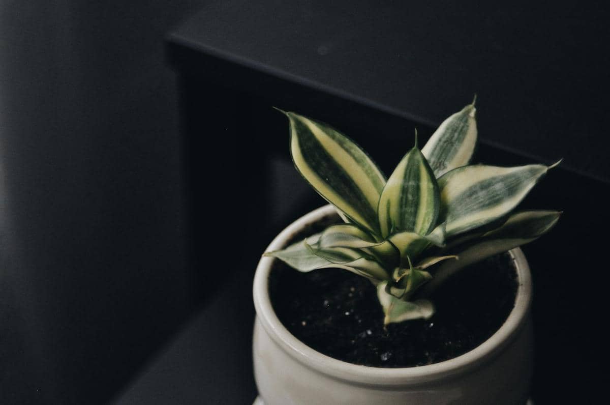 ilustrasi lidah mertua