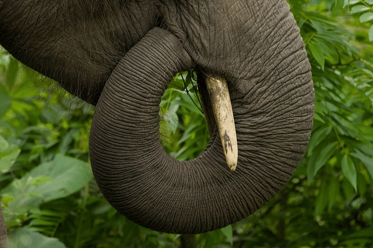 5 Fungsi Utama Belalai Gajah, Bisa Menggantikan Tangan