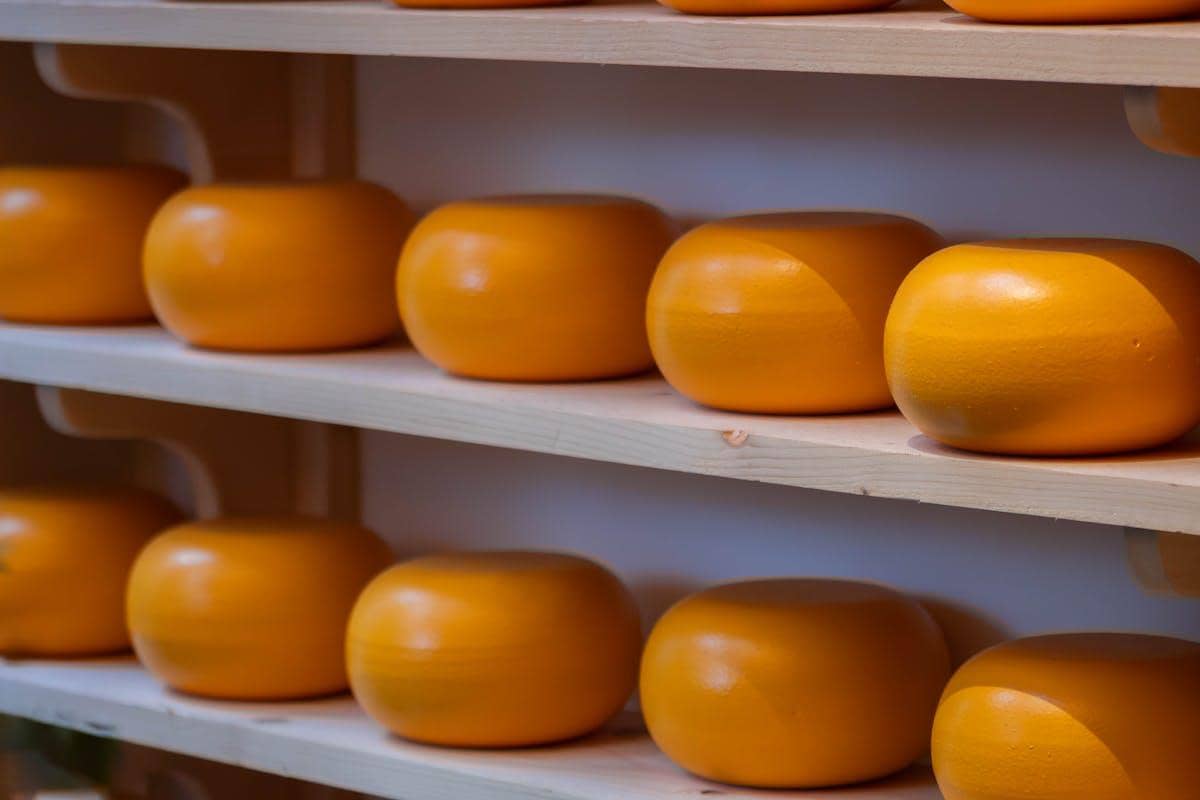 ilustrasi keju gouda