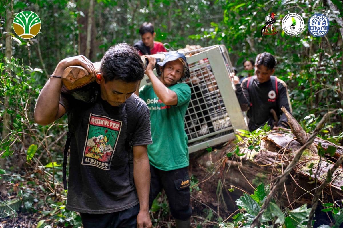 Beruang Madu ditemukan terjerat dan kini dilepasliarkan.