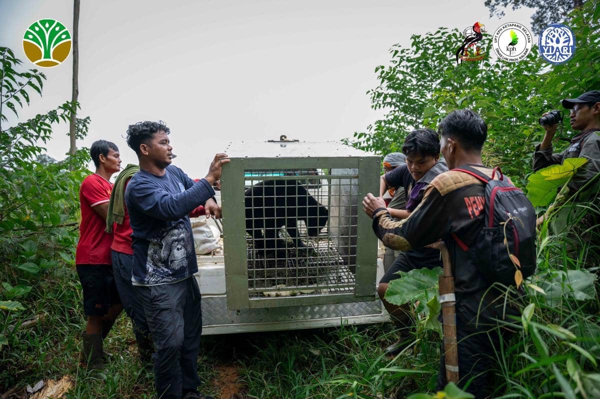 Tim melakukan pelepasliaran ke tempat aman. 