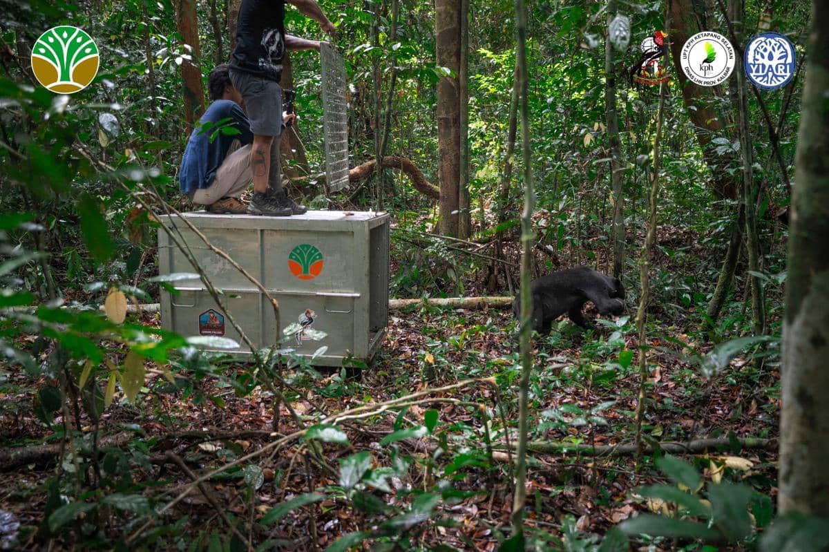 Beruang Madu ditemukan terjerat dan kini dilepasliarkan.
