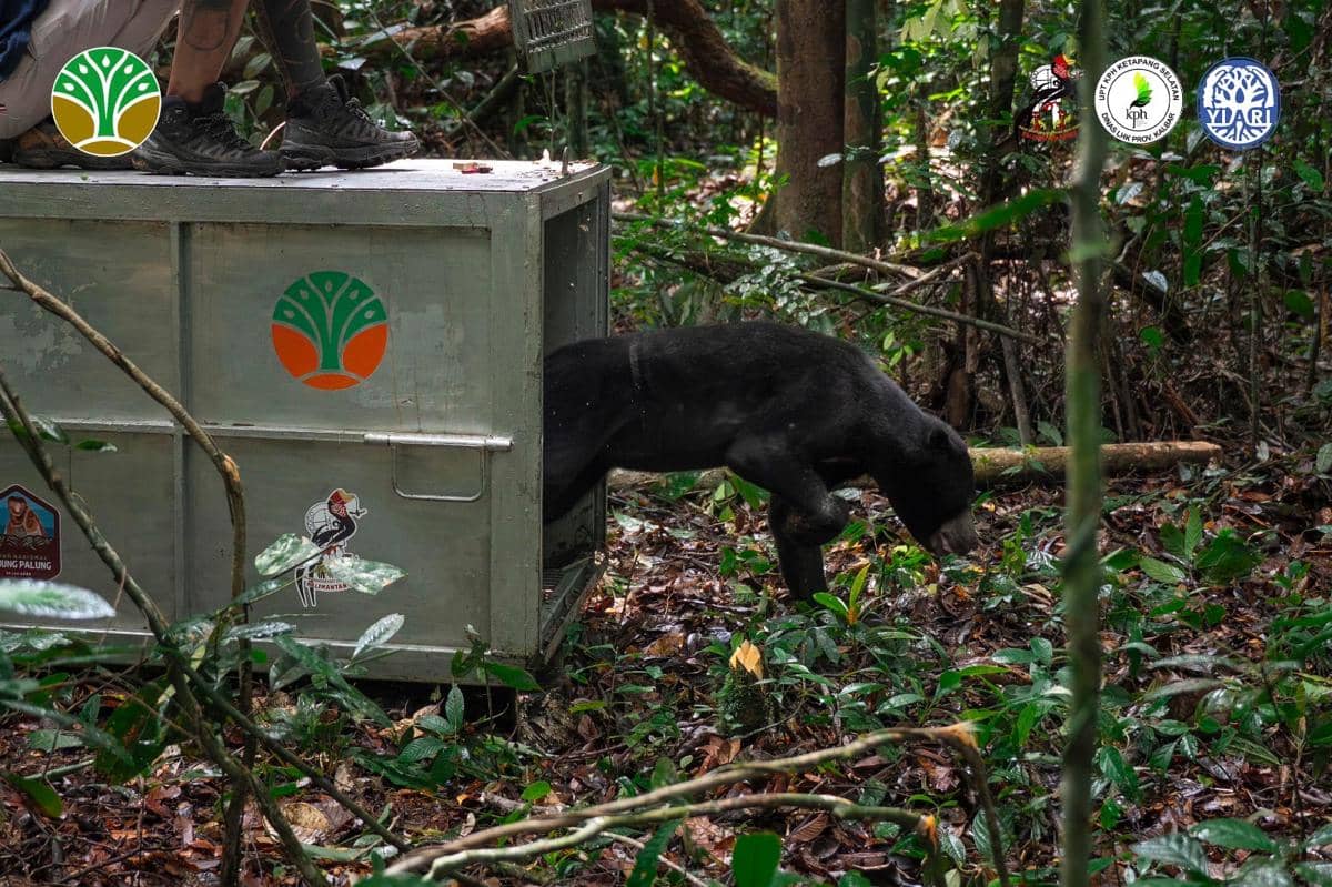 Beruang ‘Azim’ Kembali ke Hutan usai Pulih dari Jerat, Jari Diamputasi