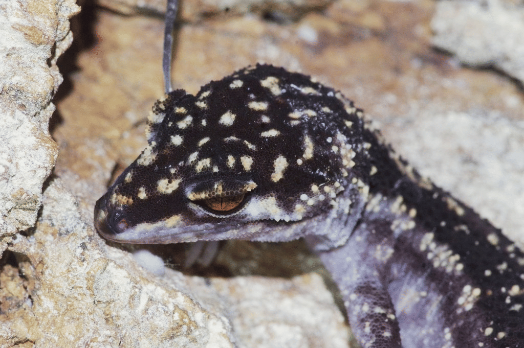 cecak yakushima