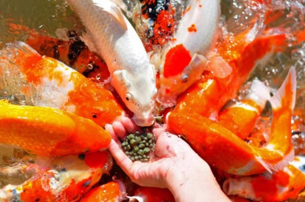 Ilustrasi memberi makan ikan 