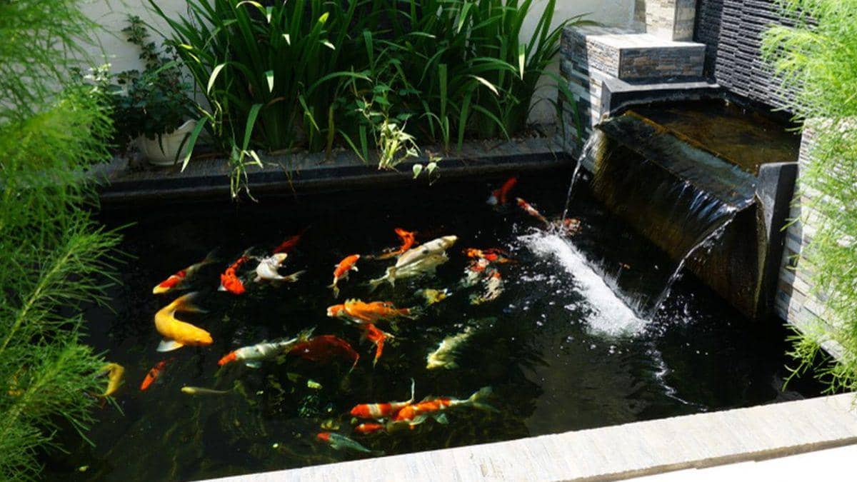 Ilustrasi kolam ikan