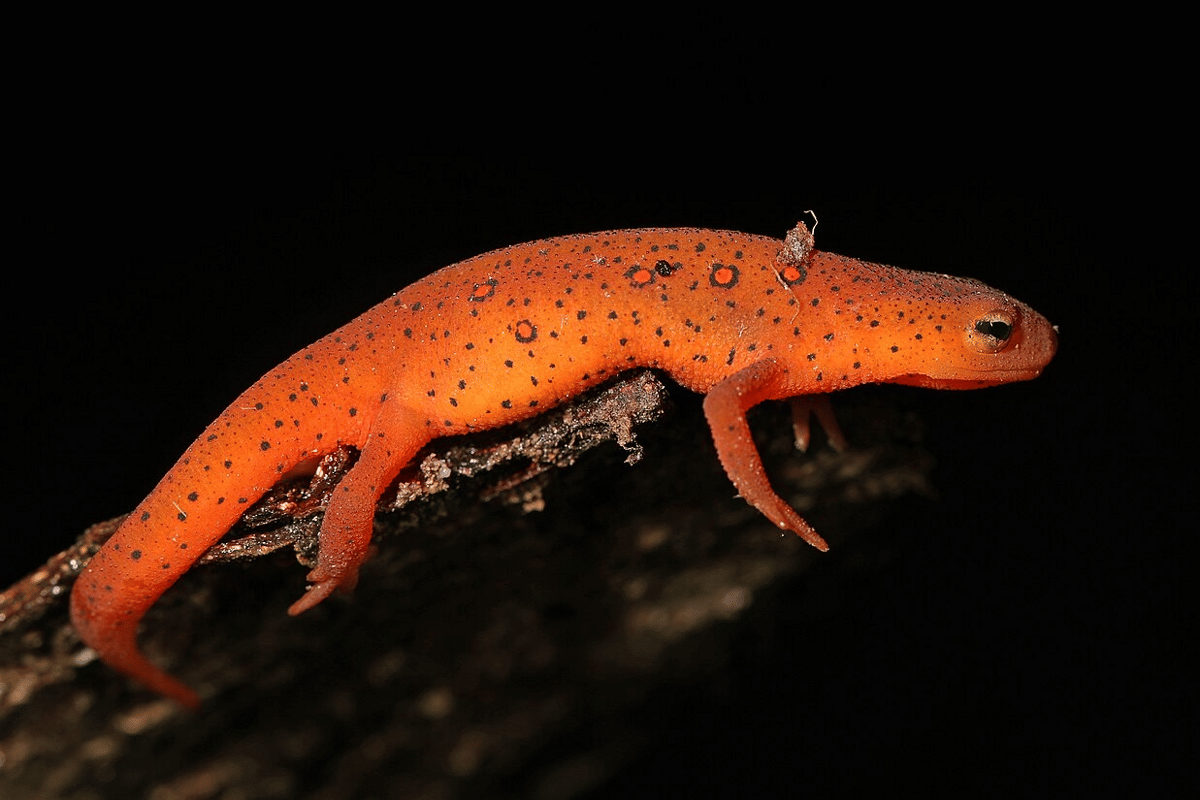 5 Fakta Menakjubkan Eastern Newt, Punya Regenerasi Super