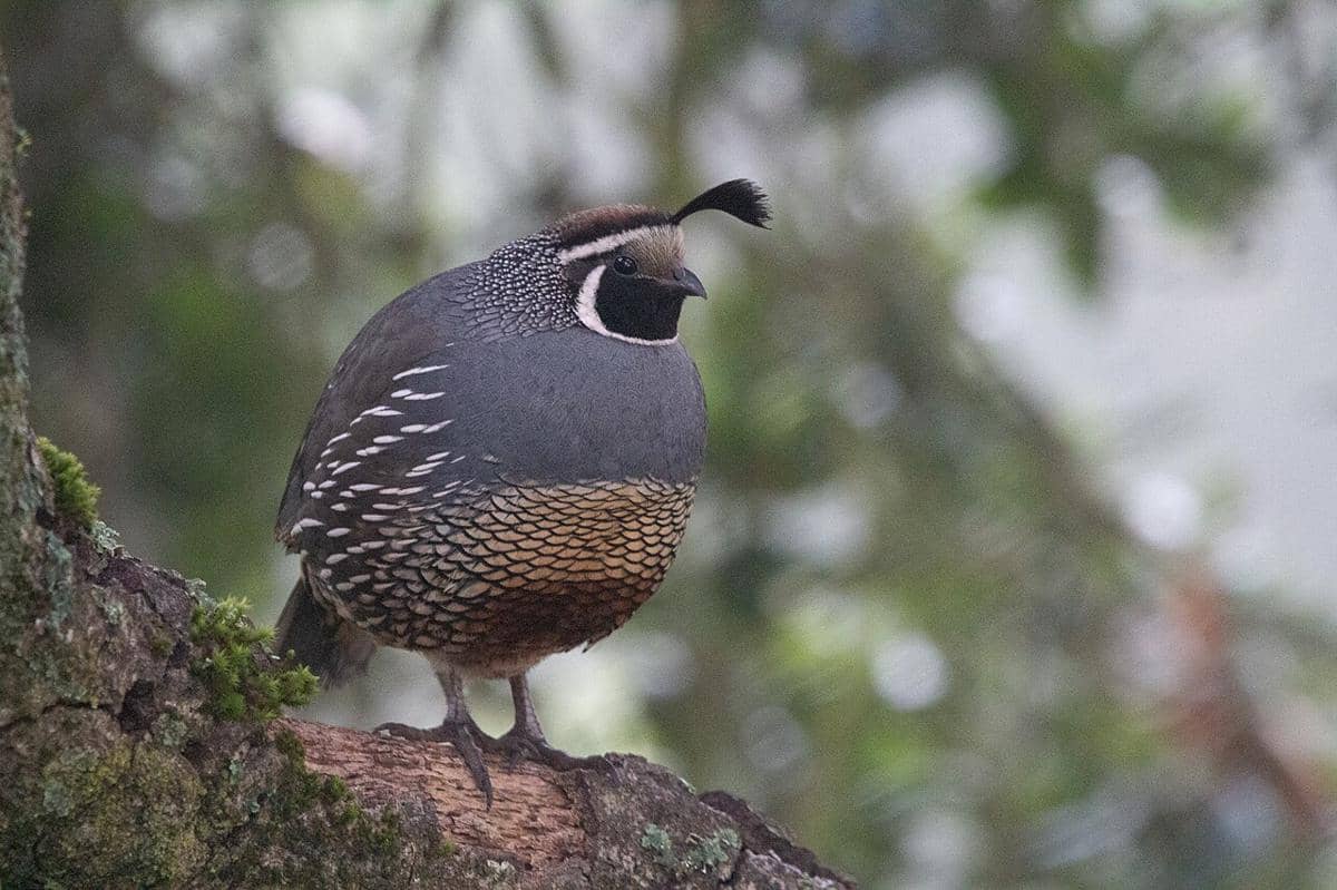 burung puyuh california