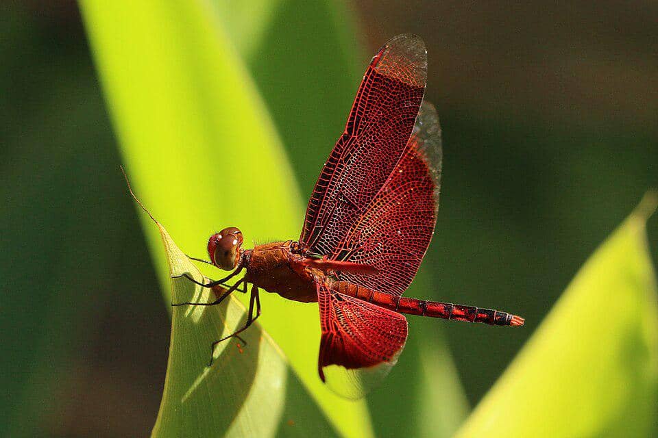5 Fakta Common Parasol, Capung Tropis dengan Sayap Merah Menawan