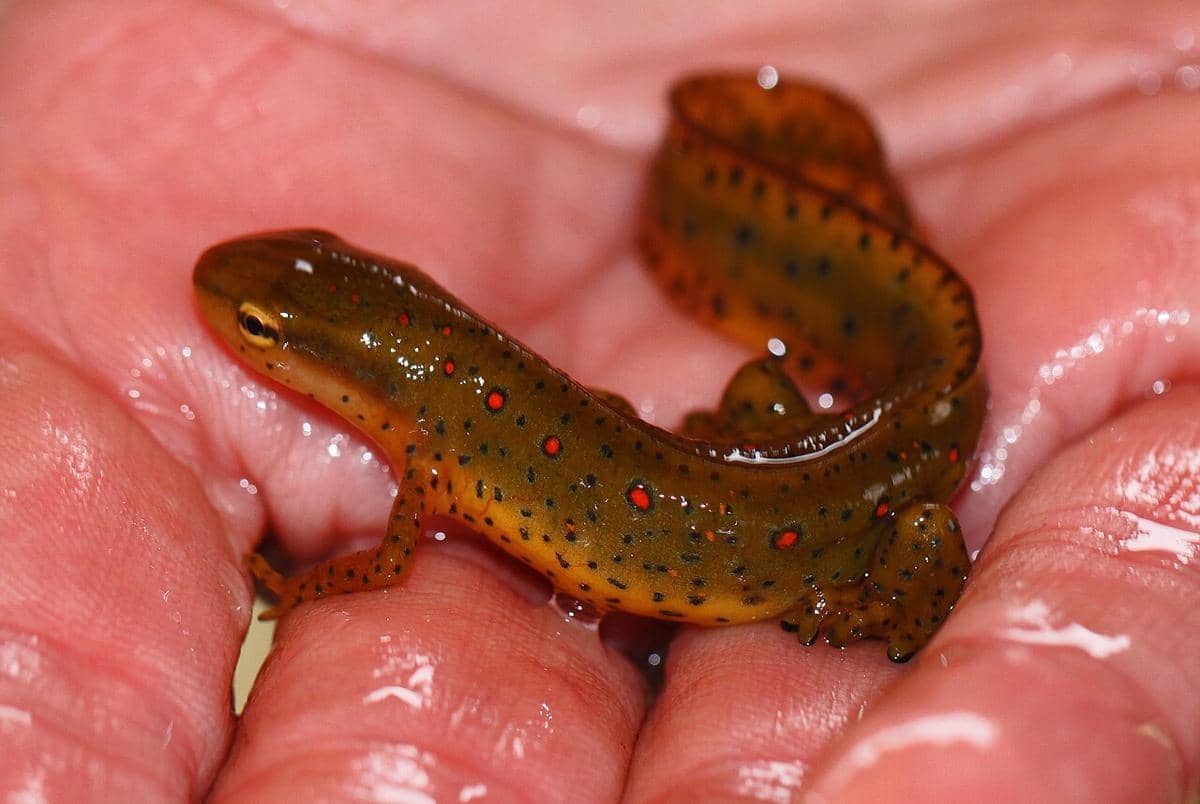 eastern newt