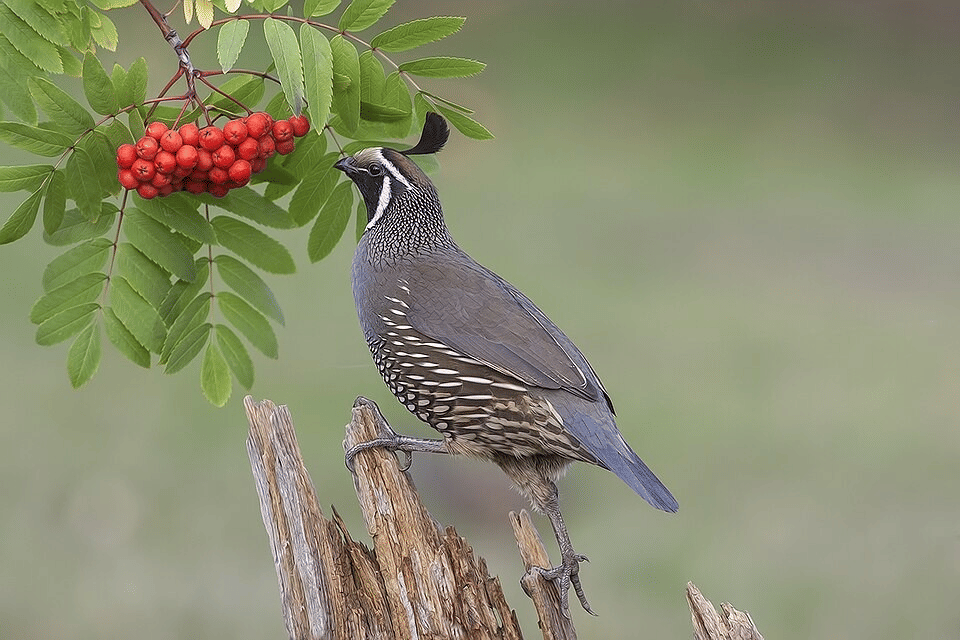burung puyuh california