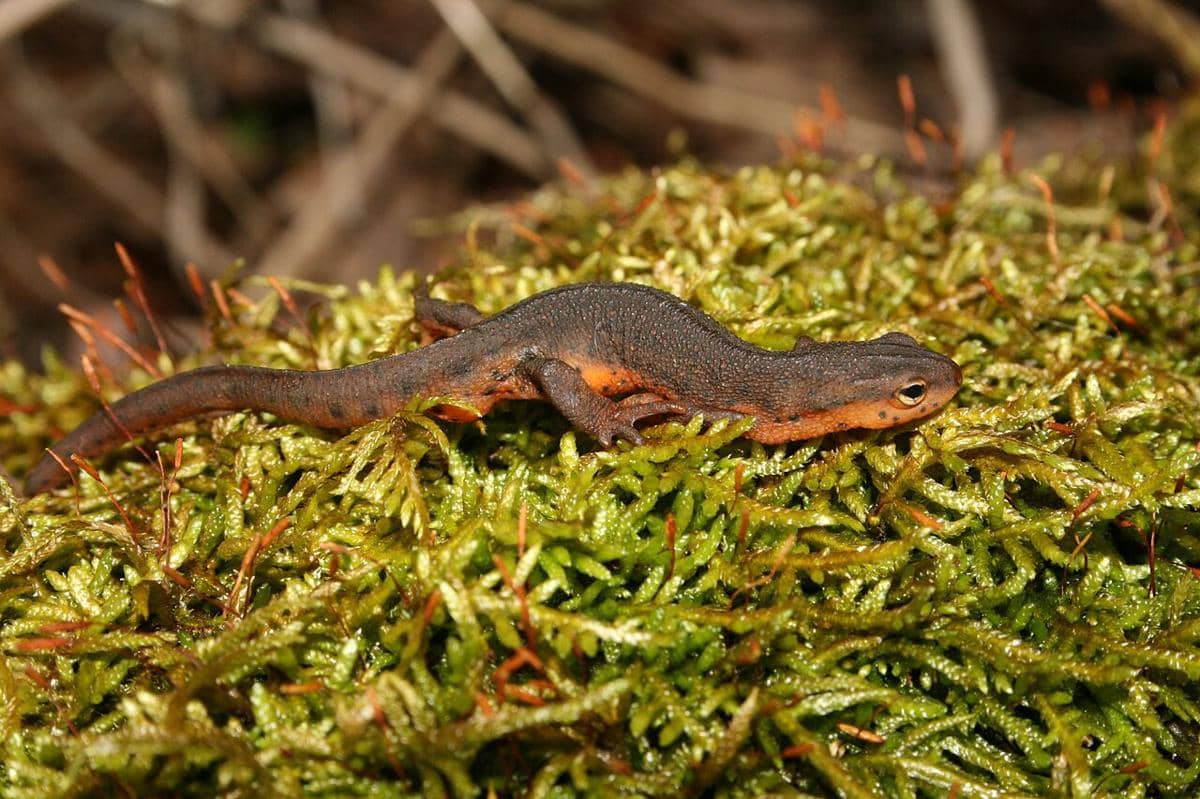 eastern newt