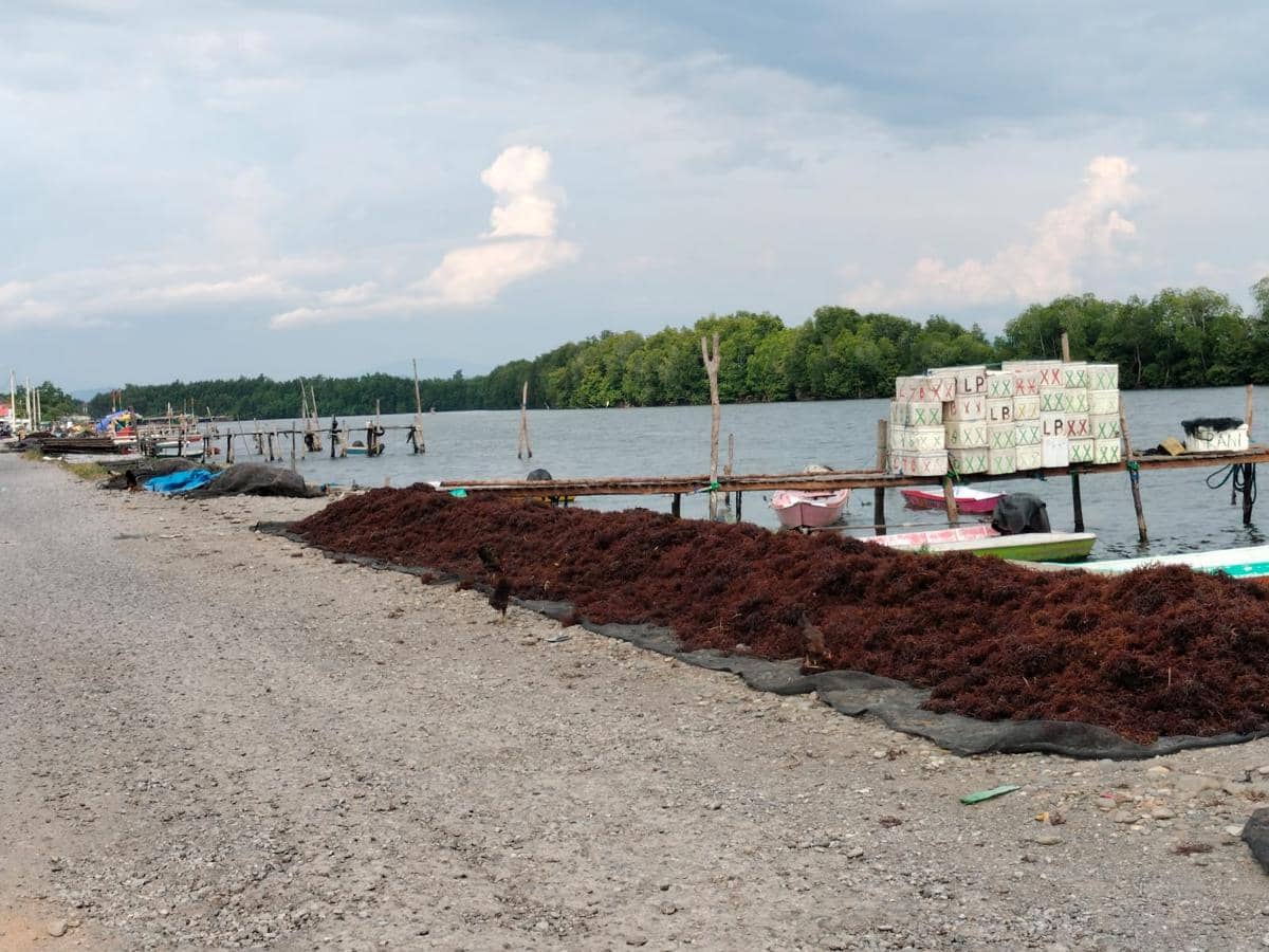 rumput laut