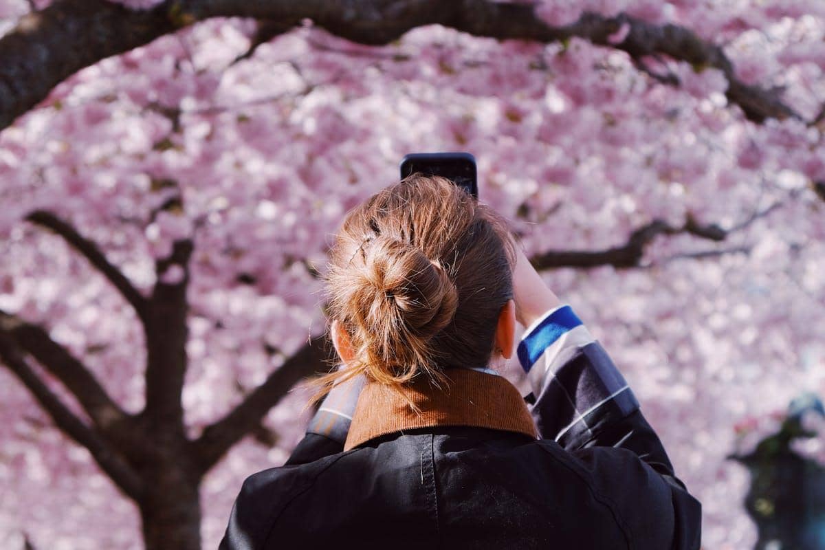 ilustrasi melihat sakura di Ueno Park Tokyo