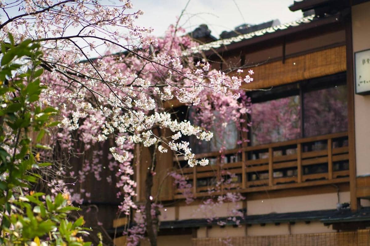 ilustrasi sakura di Kyoto Jepang