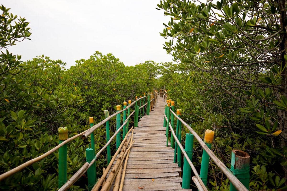 ilustrasi wisata alam mangrove