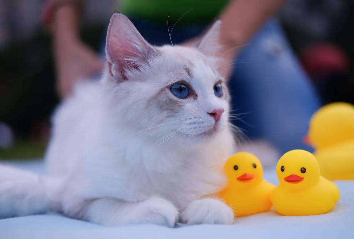 ilustrasi mengadopsi kucing