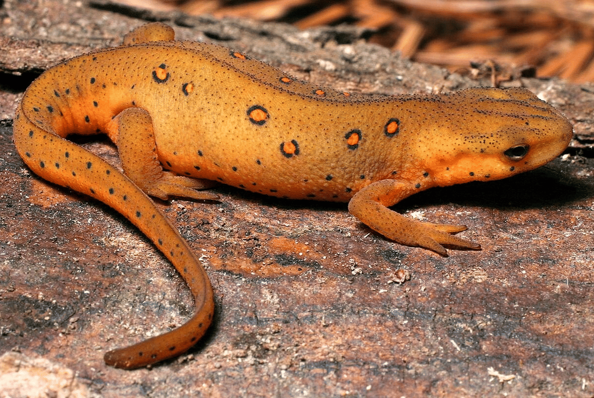 eastern newt